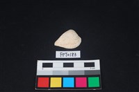 藏品(貝殼)的圖片