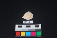 藏品(貝殼)的圖片