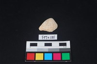 藏品(貝殼)的圖片