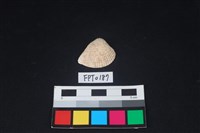 藏品(貝殼)的圖片