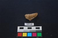 藏品(鹿骨)的圖片