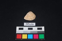 藏品(貝殼)的圖片