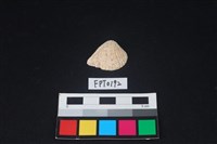 藏品(貝殼)的圖片