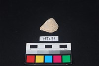 藏品(貝殼)的圖片