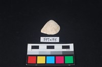 藏品(貝殼)的圖片