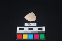 藏品(貝殼)的圖片