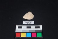 藏品(貝殼)的圖片