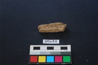 藏品(鹿骨)的圖片