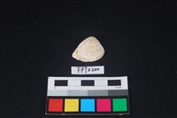 藏品(貝殼)的圖片