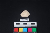 藏品(貝殼)的圖片