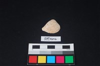 藏品(貝殼)的圖片