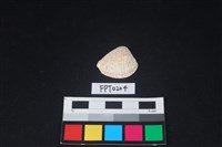 藏品(貝殼)的圖片