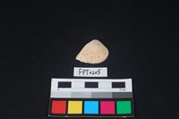 藏品(貝殼)的圖片