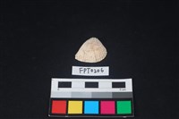 藏品(貝殼)的圖片