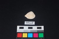 藏品(貝殼)的圖片