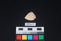 藏品(貝殼)的圖片