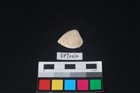 藏品(貝殼)的圖片