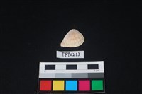 藏品(貝殼)的圖片