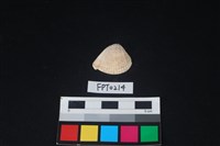 藏品(貝殼)的圖片