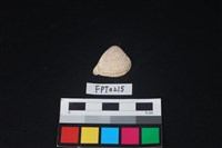 藏品(貝殼)的圖片