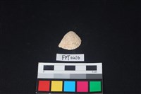 藏品(貝殼)的圖片