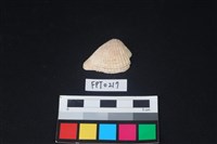 藏品(貝殼)的圖片