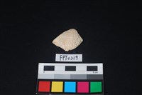 藏品(貝殼)的圖片