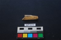 藏品(偶蹄類動物骨)的圖片