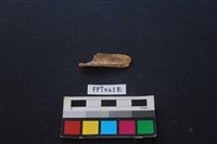 藏品(偶蹄類動物骨)的圖片