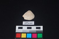 藏品(貝殼)的圖片