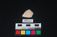 藏品(貝殼)的圖片