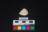 藏品(貝殼)的圖片