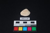 藏品(貝殼)的圖片