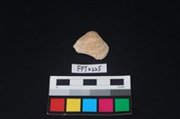 藏品(貝殼)的圖片