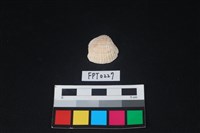 藏品(貝殼)的圖片