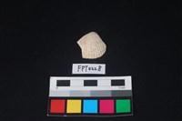 藏品(貝殼)的圖片