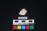 藏品(貝殼)的圖片