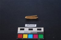 藏品(偶蹄類動物骨)的圖片