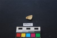 藏品(偶蹄類動物骨)的圖片