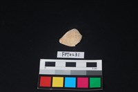 藏品(貝殼)的圖片