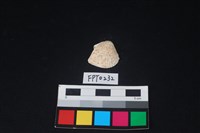 藏品(貝殼)的圖片