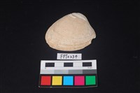 藏品(貝殼)的圖片