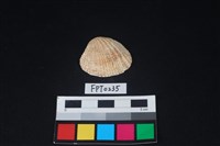 藏品(貝殼)的圖片