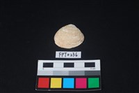 藏品(貝殼)的圖片