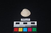 藏品(貝殼)的圖片