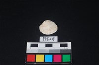 藏品(貝殼)的圖片