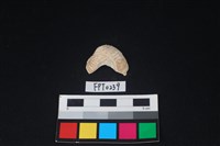 藏品(貝殼)的圖片