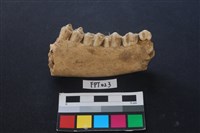 藏品(鹿骨)的圖片