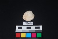 藏品(貝殼)的圖片