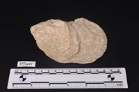 藏品(貝殼)的圖片